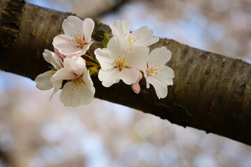 Sakura Tree Cherry Blossoms