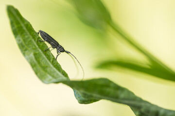 Macro image of an insect in Germany