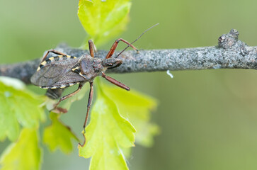 Macro image of an insect in Germany