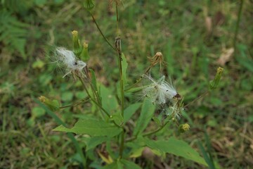 White Dandelion on blurred green background - 綿毛を飛ばすタンポポ