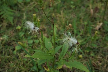 White Dandelion on blurred green background - 綿毛を飛ばすタンポポ	