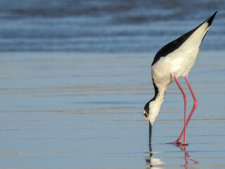 Pássaro palafitas de asa preta, Praia do Mar Grosso em São José do Norte, RS