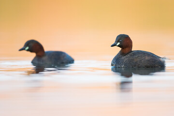 Little Grebe - Zwergtaucher - Tachybaptus ruficollis ssp. ruficollis, Austria (Vorarlberg), adult, pair