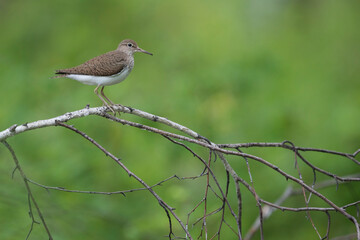 Common Sandpiper - Flussuferläufer - Actitis hypoleucos, Russia (Irkutsk), adult, breeding plumage