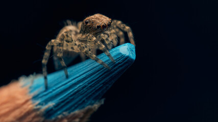 Jumping spider perched on the tip of the blue pencil