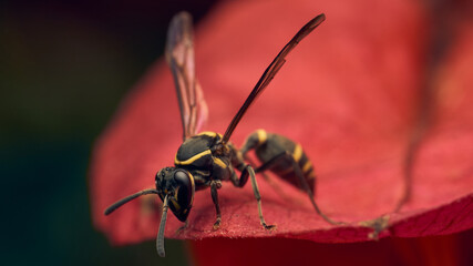wasp perched on a red petal looking down