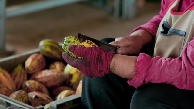 Fresh cocoa pod cut exposing cocoa seeds, with a cocoa plant