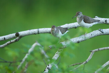 Common Sandpiper - Flussuferl&auml;ufer - Actitis hypoleucos, Russia (Irkutsk), adult, breeding plumage