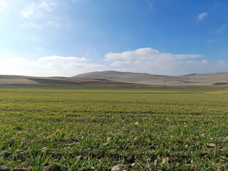 Fototapeta premium Green landscape