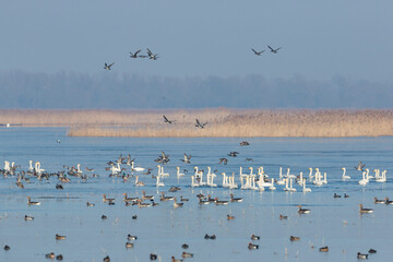 Whooper Swan - Singschwan - Cygnus cygnus, Germany (Brandenburg), winter flock of adult birds