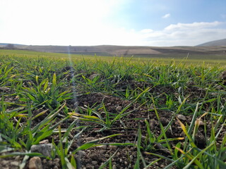 awesome green field