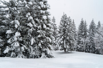 Obraz premium Winterwonderland