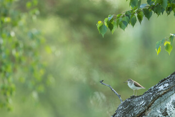 Common Sandpiper - Flussuferläufer - Actitis hypoleucos, Russia (Irkutsk), adult, breeding plumage