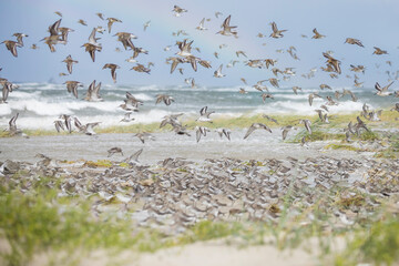 Dunlin - Alpenstrandläufer - Calidris alpina, Germany (Hamburg), at high-tide roost with Sanderling and Red Knot