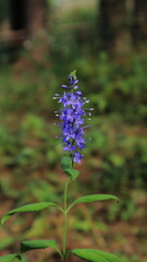 Beautiful blue flowers in autumn