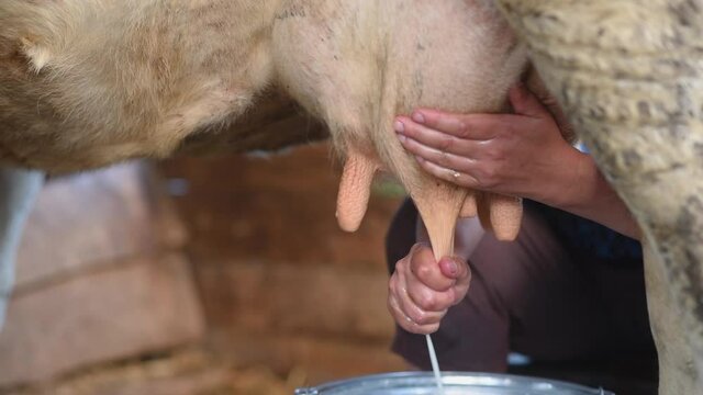 An old woman milks a cow in a barn. Close-up