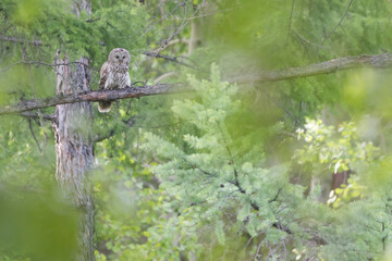 Ural Owl - Habichtskauz - Strix uralensis ssp. uralensis, Russia (Baikal), adult