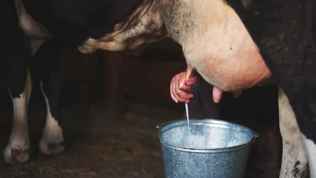An old woman milks a cow in a barn. Close-up