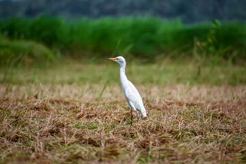 The cattle egret is a cosmopolitan species of heron (family Ardeidae) found in the tropics, subtropics, and warm-temperate zones.