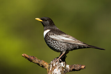 Ring Ouzel, Turdus torquatus alpestris