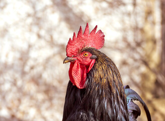 Rooster on a natural background.