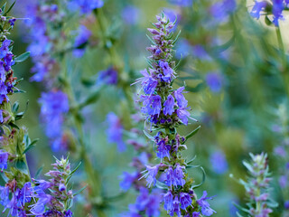 Purple flowers of hyssop (hyssopus officinalis)