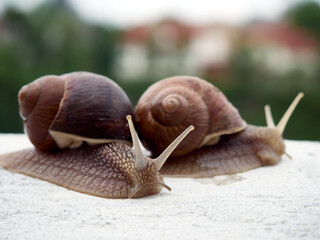 Two crawling brown grape snails