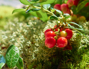 Red ripe lingonberry on natural forest background