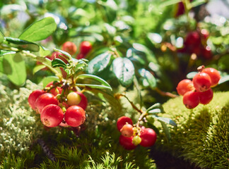 Red ripe lingonberry on natural forest background