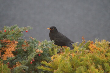 Amsel im Bannenbaum