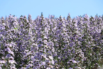View of verbena flowers in the garden. pink flowers
