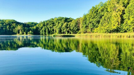 Lake and forest. Calm water with mirror reflection. 
