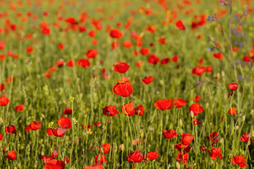 Fototapeta na wymiar Red poppy flowers