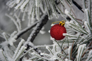 Red christmas ball on snow covered coniferous branches outdoors.