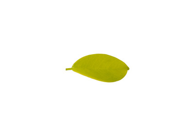  leaf isolated on white