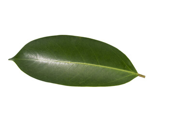  leaf isolated on white