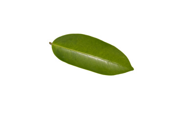  leaf isolated on white