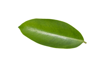  leaf isolated on white