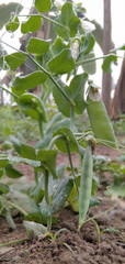 beans growing in a garden