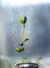 Young spring seedling in a pot. Blurred bokeh defocused background