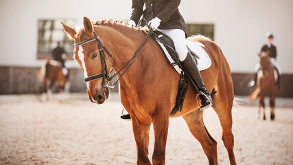 Obraz premium A sorrel horse with a braided mane and a rider in the saddle gallops on the arena, where there are two more competitors in the competitions. Workout. Equestrian sports and dressage. Horse riding.
