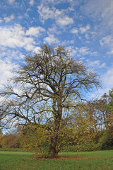 Obraz premium kahler Baum