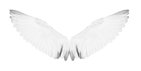 Fototapeta premium White bird wings on white background.