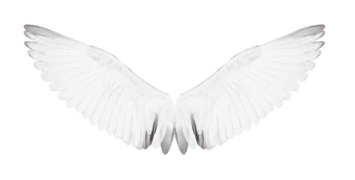 White bird wings on white background.