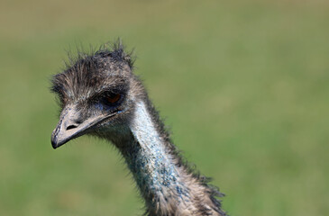 Emu head, Phillip Island, Victoria, Australia