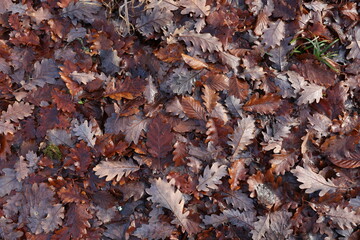 Fallen from a tree leaves in the forest in autumn