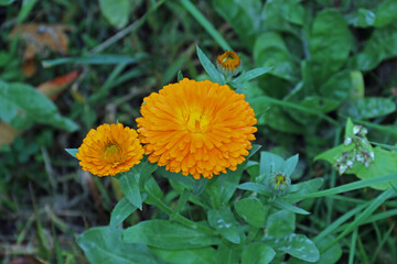 Tagetes