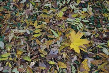 Herbstlaub
