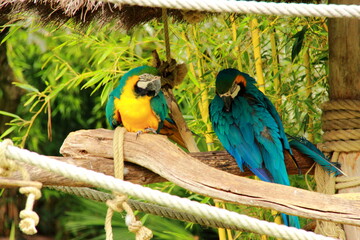 Perroquet jaune et bleu