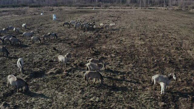 Wild horses in beautiful landscape. 4k